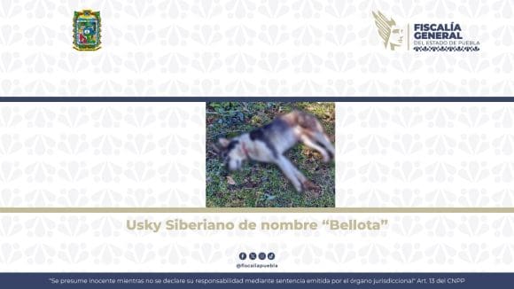Fiscalía de Puebla logra vinculación a proceso contra hombre acusado de crueldad animal en Zacapoaxtla