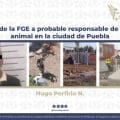 Aprehende la FGE a probable responsable de crueldad animal en la ciudad de Puebla