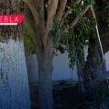Encalado de árboles en Puebla ya es legal: ¿Qué dice la nueva ley?