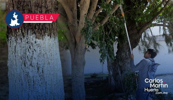 Encalado de árboles en Puebla ya es legal: ¿Qué dice la nueva ley?