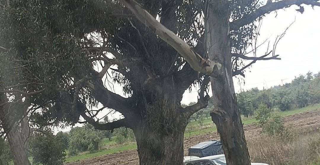Localizan cadáver embolsado en terrenos de cultivo en Huejotzingo
