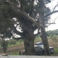 Localizan cadáver embolsado en terrenos de cultivo en Huejotzingo