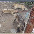  Rescata la FGE a cuatro perros víctimas de maltrato en taller mecánico de Tehuacán