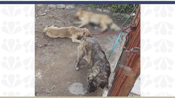  Rescata la FGE a cuatro perros víctimas de maltrato en taller mecánico de Tehuacán