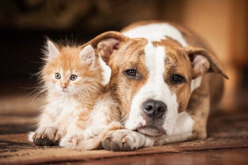 golpe de calor en perros y gatos 1