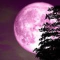 La “Luna de Fresa” de junio: Belleza astronómica y antiguas tradiciones