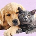 Farmacias del Ahorro presenta su línea pet friendly para el cuidado integral de tus mascotas