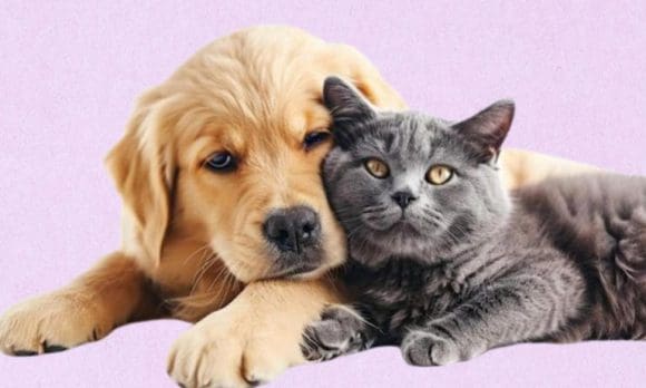 Farmacias del Ahorro presenta su línea pet friendly para el cuidado integral de tus mascotas