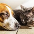 ¡Alerta! Protege a tus mascotas del golpe de calor y deshidratación en temporada cálida