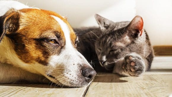 ¡Alerta! Protege a tus mascotas del golpe de calor y deshidratación en temporada cálida