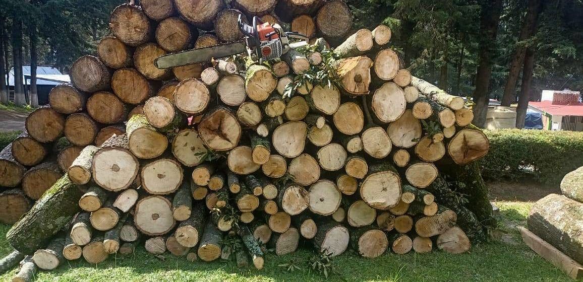 Puebla y Tlaxcala decomisan madera en operativo contra tala ilegal