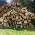 Puebla y Tlaxcala decomisan madera en operativo contra tala ilegal