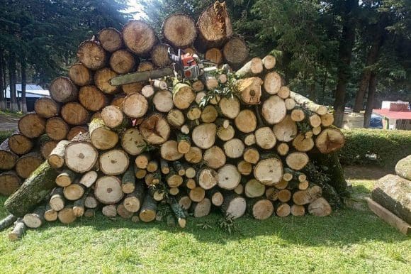 Puebla y Tlaxcala decomisan madera en operativo contra tala ilegal