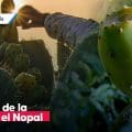 Acatzingo invita a la Feria de la Tuna y el Nopal 2025 en San Sebastián Villanueva