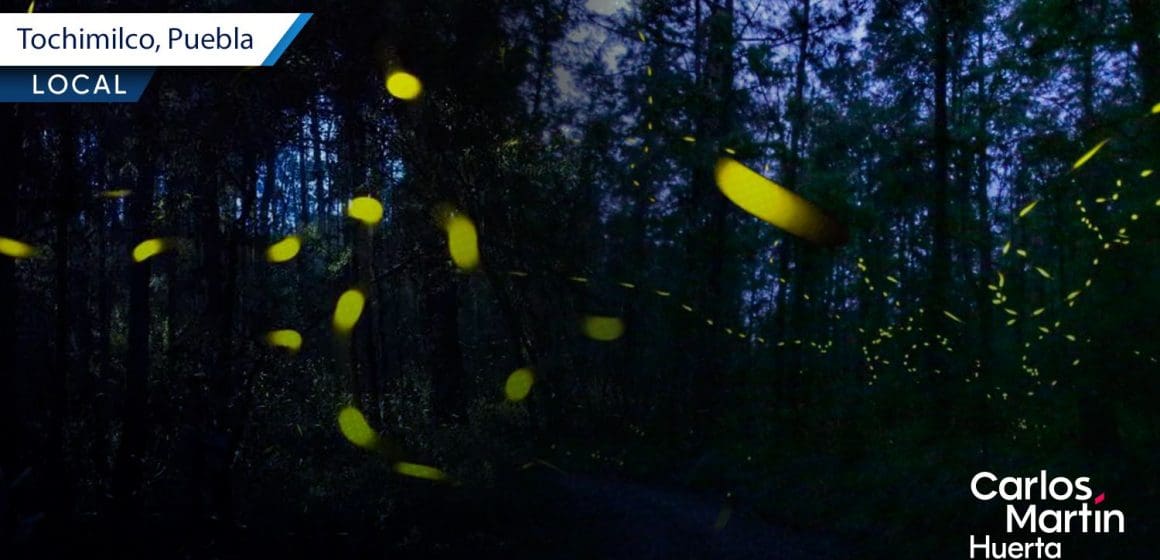 Avistamiento de luciérnagas en Tochimilco: Un espectáculo natural que no te puedes perder