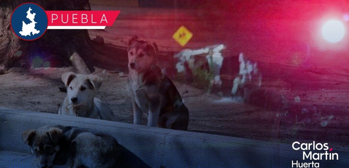 Borracho agrede a perros en la colonia Cuauhtémoc; vecinos le dan una golpiza