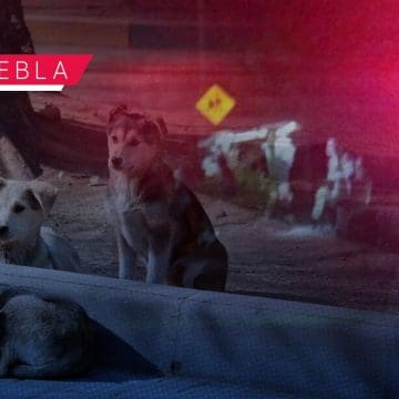 Borracho agrede a perros en la colonia Cuauhtémoc; vecinos le dan una golpiza