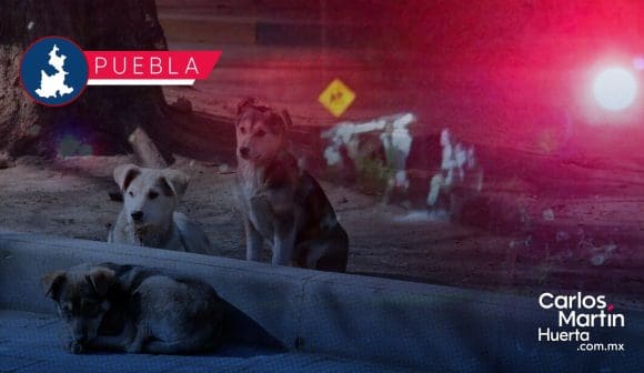 Borracho agrede a perros en la colonia Cuauhtémoc; vecinos le dan una golpiza