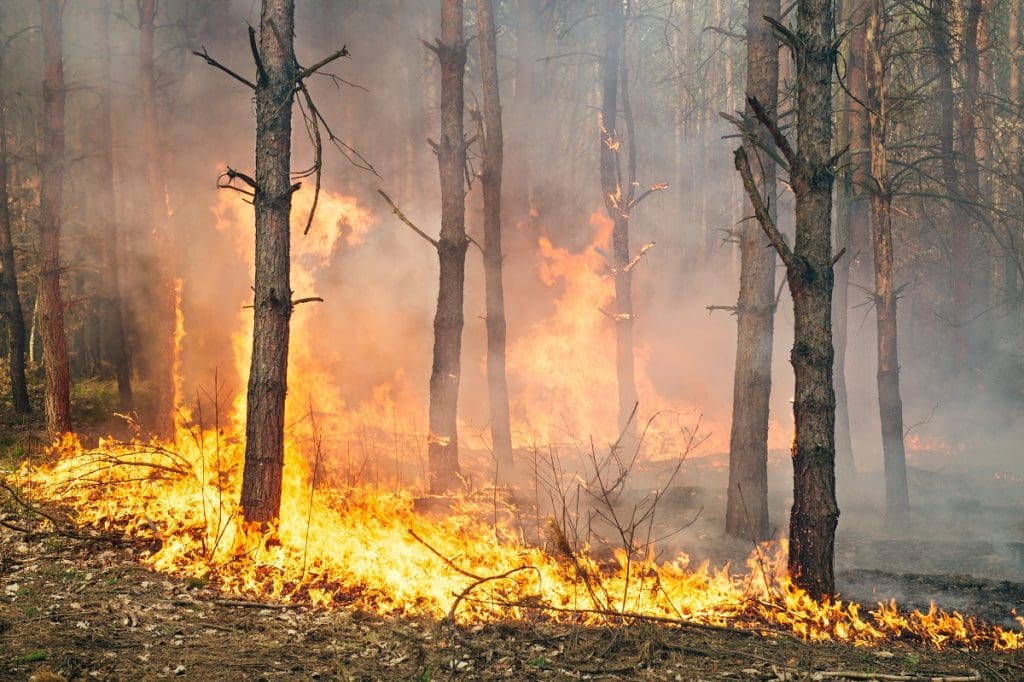 Brigadistas poblanos se suman al combate de incendios forestales en Canada 3