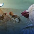 Denuncian en Tehuacán presuntas peleas de gallos en centro escolar