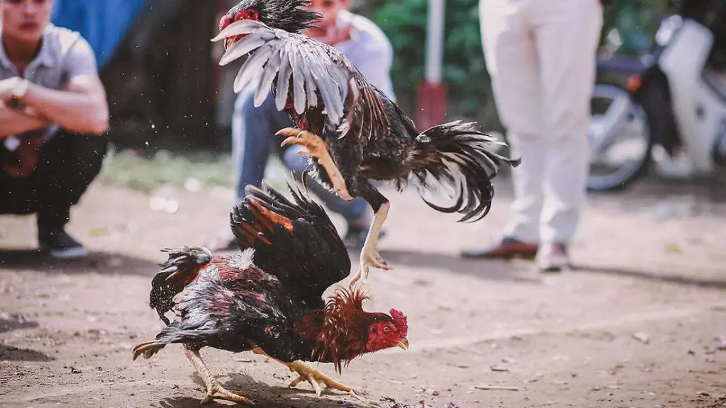 Denuncian en Tehuacán presuntas peleas de gallos en centro escolar 1 Denuncian presuntas peleas de gallos en centro escolar de Tehuacán