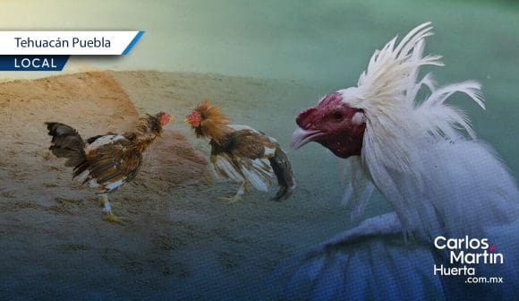 Denuncian en Tehuacán presuntas peleas de gallos en centro escolar