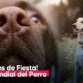 ¡Guau! Celebra el Día Mundial del Perro