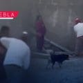 FGE inicia investigación contra pareja que golpeo brutalmente a un lomito en Zacatlán