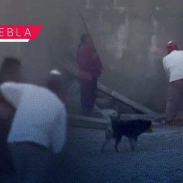FGE inicia investigación contra pareja que golpeo brutalmente a un lomito en Zacatlán