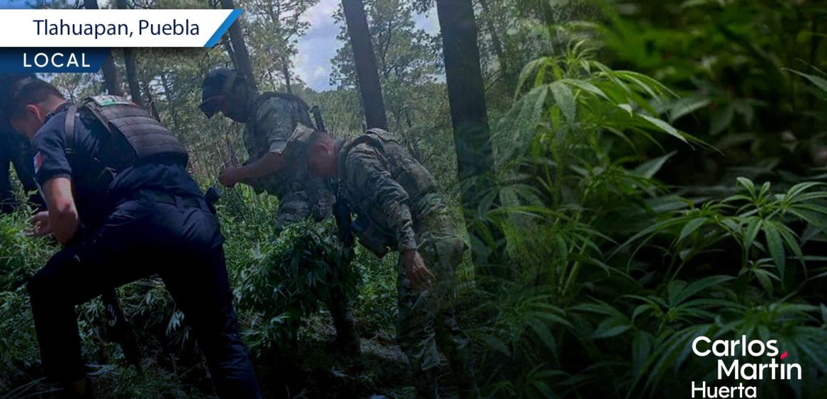 Hallan plantas de marihuana en ejido de Santa Rita Tlahuapan