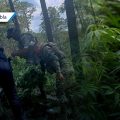 Hallan plantas de marihuana en ejido de Santa Rita Tlahuapan