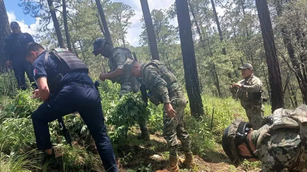 Hallan plantas de marihuana en ejido de Santa Rita Tlahuapan 1 Hallan plantas de marihuana en ejido de Santa Rita Tlahuapan