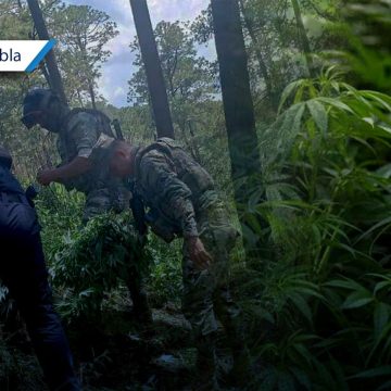 Hallan plantas de marihuana en ejido de Santa Rita Tlahuapan