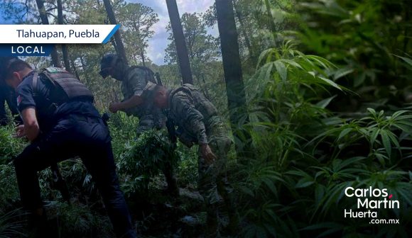 Hallan plantas de marihuana en ejido de Santa Rita Tlahuapan