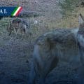 Captan lobo mexicano nacido en libertad en Chihuahua