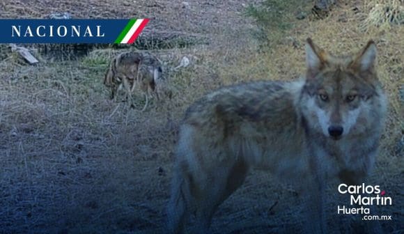 Captan lobo mexicano nacido en libertad en Chihuahua
