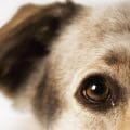 Policías de Acatlán de Osorio destituidos por crueldad animal: Atropellan y matan a un perro con patrulla oficial