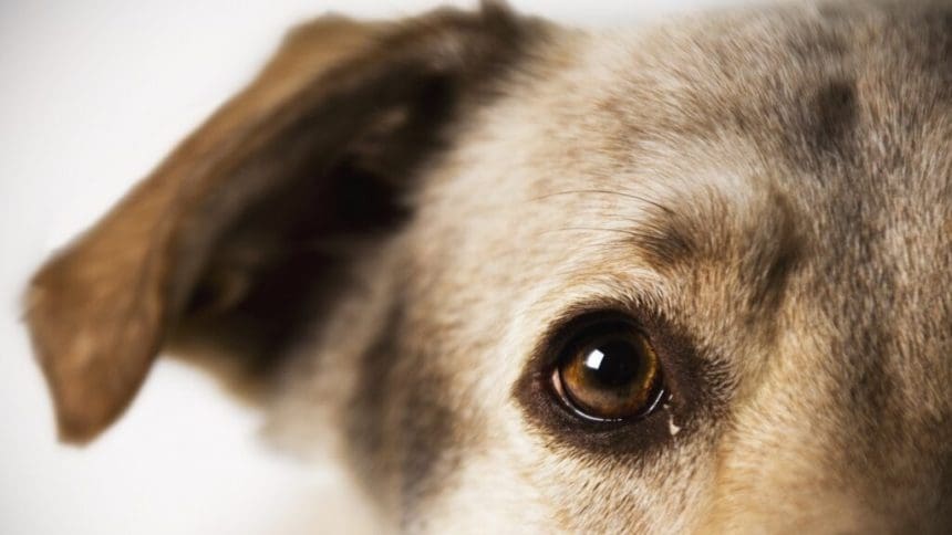 Otorgan libertad a Hugo Porfirio N., vinculado a proceso por crueldad animal agravada