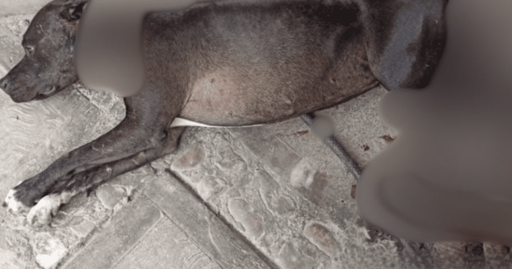 Nuevo caso de maltrato animal en Miahuatlán; perrita es atacada y mutilada a machetazos