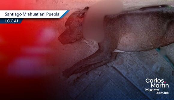 Nuevo caso de maltrato animal en Miahuatlán; perrita es atacada y mutilada a machetazos