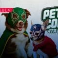 Mascotas al ring: Pericos convoca a lucha de disfraces en el Hermanos Serdán