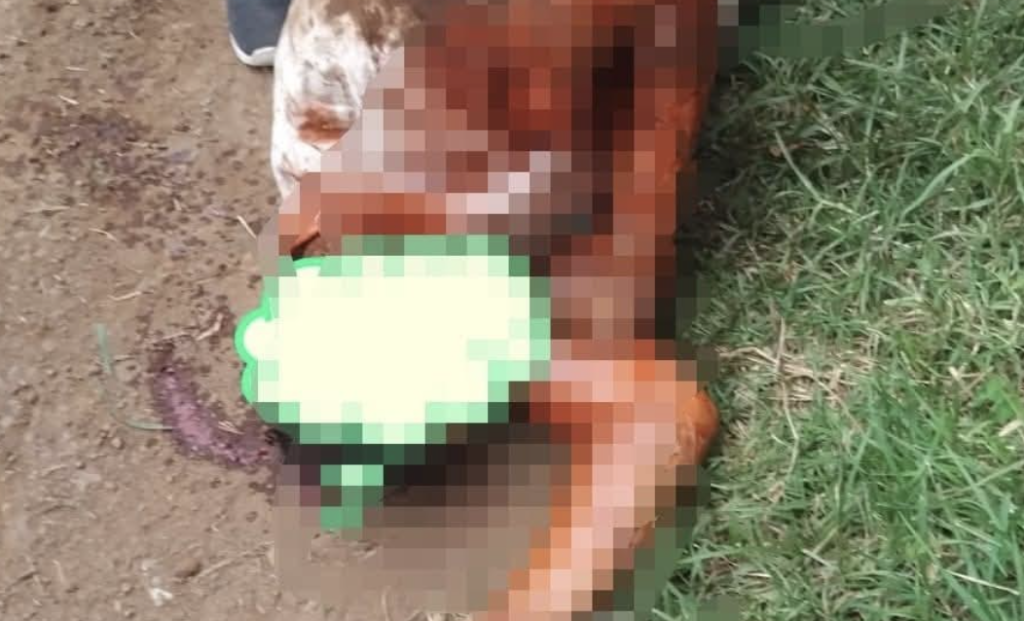 Pitbulls atacan a hombre en San Pedro Atmatla tras presunta provocación 1 Pitbulls atacan a hombre en San Pedro Atmatla tras presunta provocación