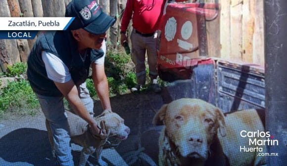 Pitbulls atacan a hombre en San Pedro Atmatla tras presunta provocación