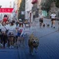 Por amor y seguridad: Puebla corre con sus lomitos contra el maltrato animal