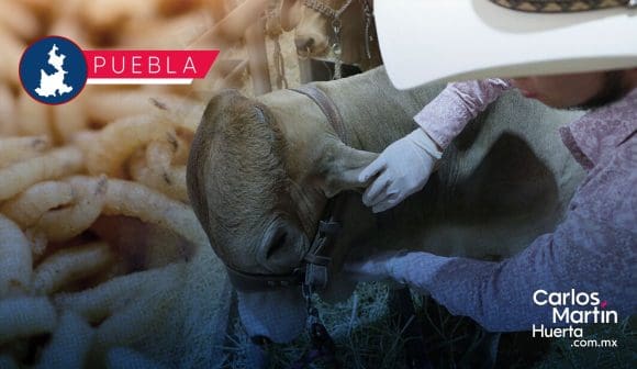 Puebla libre del gusano barrenador; anuncian inversiones en campo