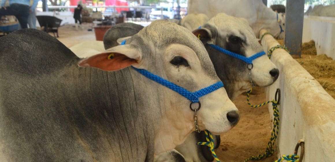 Puebla refuerza acciones para prevenir la propagación del gusano barrenador