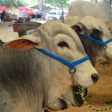 Puebla refuerza acciones para prevenir la propagación del gusano barrenador