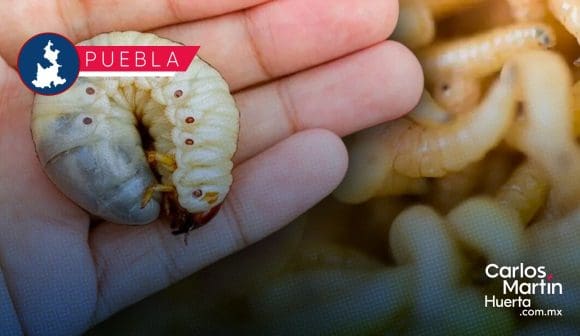 Puebla refuerza acciones para prevenir la propagación del gusano barrenador