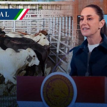Sheinbaum busca acelerar reapertura de la frontera para exportación de ganado tras acuerdo con EE. UU.