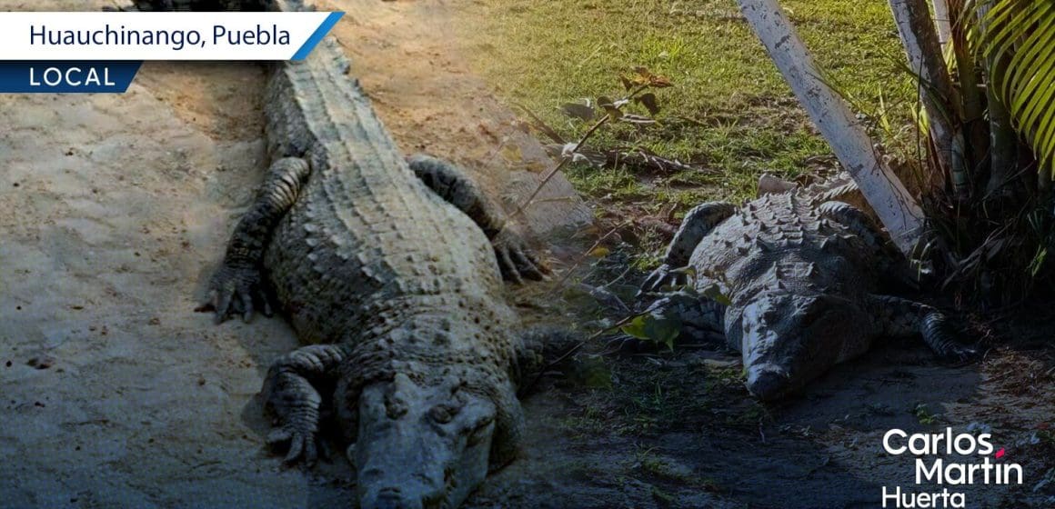 ¡Sorpresa en Huauchinango! Cocodrilo de dos metros causa alerta vecinal